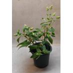 si темно синий no кнопка 5 номер горшок вечнозеленое дерево Hanaki 