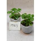  петрушка рассада 2 шт. комплект овощи рассада огород 