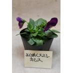 よく咲くスミレカシス3.5号ポット...