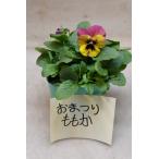 ビオラおまつりももか3号ポット花苗...