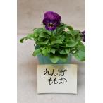 ビオラれんげももか3号ポット花苗ガ...