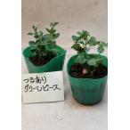 tsu. есть зеленый горошек рассада 2 шт. комплект овощи рассада огород 