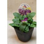 小輪パンジーよく咲くスミレラベンダ...