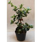  Рождество сигнал Lee 3.5 номер pot Hanaki садовое дерево 