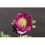 クリスマスローズ開花株 DDグロス系リバーシブルピンク 006 現品限り