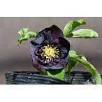 クリスマスローズ開花株 DDダークレッド 007 現品限り