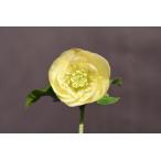 クリスマスローズ開花株 DD手毬系カップ咲きイエローアプリコットグロス系 014 現品限り