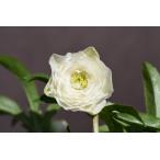 ショッピングローズ クリスマスローズ開花株 DDホワイトアフロディーテ 030 現品限り