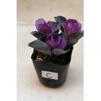 ミニハボタン3本植え3号ポットC