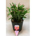 ショッピングアリス デンマークカクタス トーアアリス 5号鉢