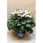 シクラメン 天使のはね ホワイト系 5号鉢 鉢花