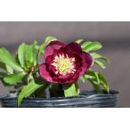 クリスマスローズ開花株 DDグロッシーカラー☆グロスレッド 140 現品限り