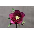 クリスマスローズ開花株 DDグロッシーカラー☆多弁系グロスレッド 147 現品限り