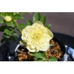 クリスマスローズ開花株 DDアフロディーテ 148 現品限り