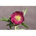 クリスマスローズ開花株 DDグロッシーカラー☆グロスレッドグラデーションベイン 157 現品限り