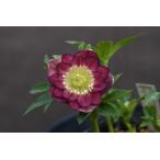 クリスマスローズ開花株 DDリバーシブルレッドベイン 159 現品限り