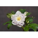 クリスマスローズ開花株 DDアフロディーテゴールド多弁咲きホワイトゴールドピコティ 160 現品限り