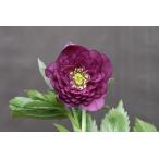 クリスマスローズ開花株 DD多弁咲きパープルレッド 161 現品限り