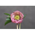 クリスマスローズ開花株 DD毬姫ピンクアプリコットフラッシュ 163 現品限り