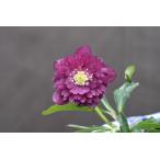 クリスマスローズ開花株 訳ありDDアンティークアフロディーテ 165 現品限り