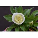 クリスマスローズ開花株 SDカップ咲きホワイト 166 現品限り