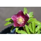 クリスマスローズ開花株 SDグロス系レッドゴールド 169 現品限り