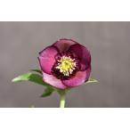 クリスマスローズ開花株 SDグロッシーカラー☆グロスバイカラーパープル 181 現品限り