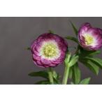 クリスマスローズ開花株 DDリバーシブルグラデーション 183 現品限り