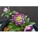 クリスマスローズ開花株 DDLittleCollectionバイカラーグレープピコティ 195 現品限り