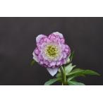 クリスマスローズ開花株 DDアフロディーテプリマヴェーラ 196 現品限り