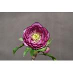 クリスマスローズ開花株 DDピンクアフロディーテ 205 現品限り