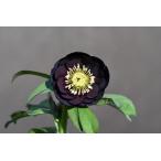 クリスマスローズ開花株 DDダークレッド 206 現品限り