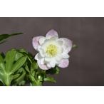 クリスマスローズ開花株 DDエンジェル系ホワイトソフトグラデーション 213 現品限り
