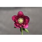 ショッピングクリスマス クリスマスローズ開花株 DDグロッシーカラー☆シャガール系グロスレッド 217 現品限り