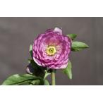 ショッピングクリスマス クリスマスローズ開花株 DDピンクアフロディーテ 218 現品限り