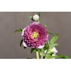 ショッピング冬 クリスマスローズ開花株 DDシャガール 231 現品限り