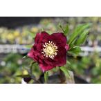 クリスマスローズ開花株 DDグロッシーカラー☆グロスレッド 237 現品限り