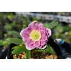 クリスマスローズ開花株 DDリバーシブルグラデーション 238 現品限り