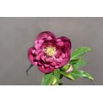 クリスマスローズ開花株 DDグロッシーカラー☆多弁系グロスサイレントレッド 250 現品限り