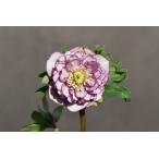 クリスマスローズ開花株 DD段咲き多弁グラデーションピコティ 251 現品限り