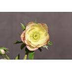 クリスマスローズ開花株 DDイエローエンジェル 253 現品限り