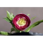 クリスマスローズ開花株 DDグロッシーカラー☆カップ咲きグロスリバーブルレッド 255 現品限り