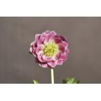 クリスマスローズ開花株 DDリトルプリマヴェーラ 258 現品限り