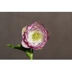 クリスマスローズ開花株 DDホワイトソフトグラデーションピコティ 259 現品限り