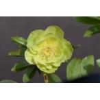 クリスマスローズ開花株 DD多弁咲き系グリーンゴールド 264 現品限り
