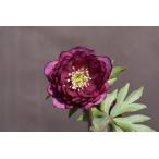 クリスマスローズ開花株 DDグロッシーカラー☆グロスシャガール 265 現品限り