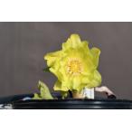 クリスマスローズ開花株 DDグリーンゴールドフラッシュ 266 現品限り