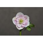 クリスマスローズ開花株 SDDフレグランスホワイトグラデーション 263 現品限り