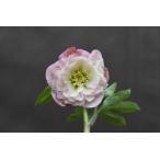 クリスマスローズ開花株 DD多弁咲き分け絞り咲き 281 現品限り