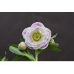 クリスマスローズ開花株 DD多弁咲き系プリマヴェーラ 284 現品限り